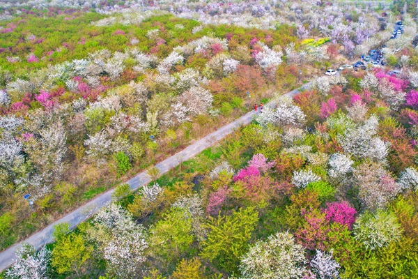 长丰县：打造“樱花经济”带动村强民富