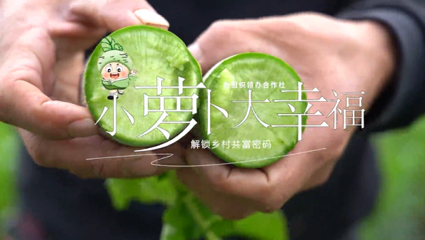 《党组织领办合作社：小萝卜大幸福》